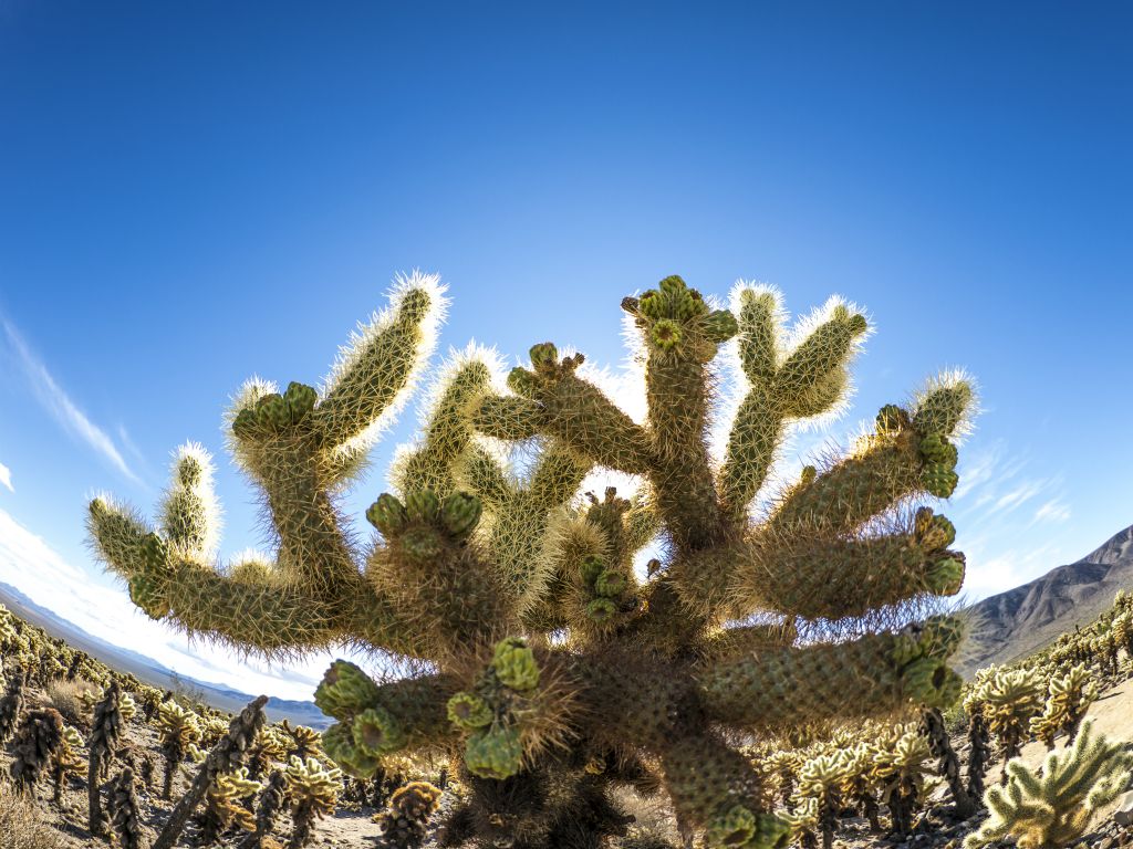 Joshua Tree - Cholla Cactus